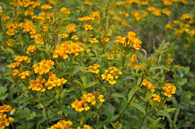 Des images de diff�rentes plantes